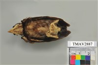 藏品(紅嘴黑鵯)的圖片